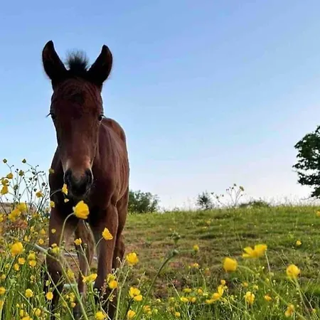 Sleep Next To A Horse In A Stable By The City ! Exeter Exterior photo