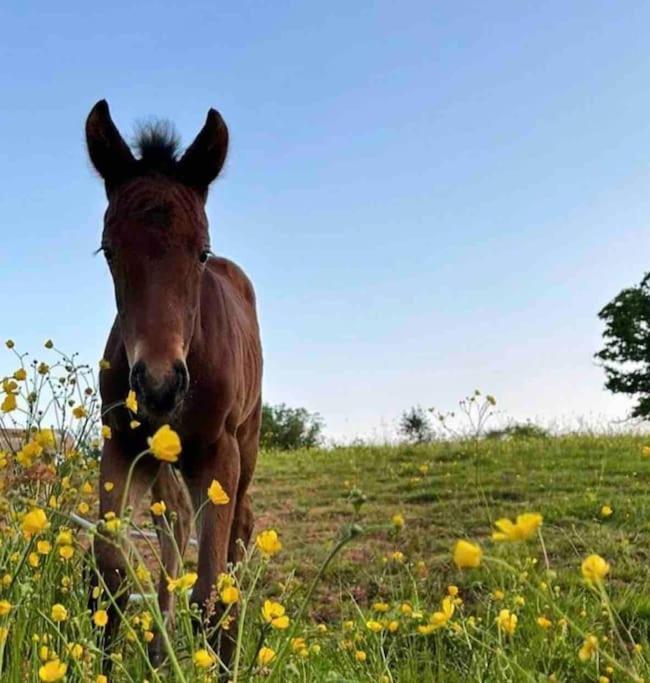 Apartment Sleep Next To A Horse In A Stable By The !