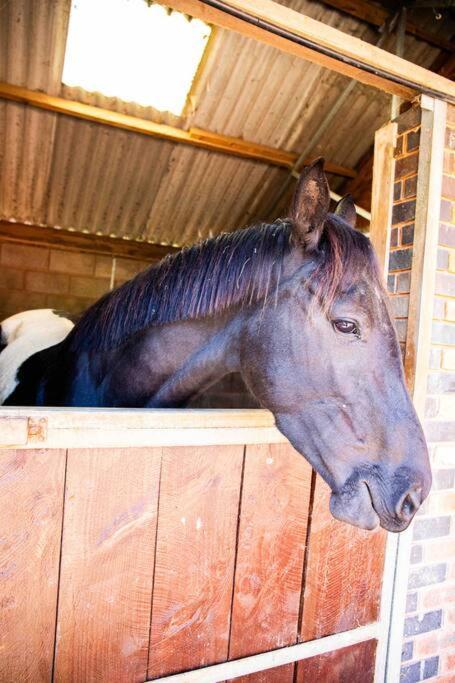 Apartment Sleep Next To A Horse In A Stable By The !