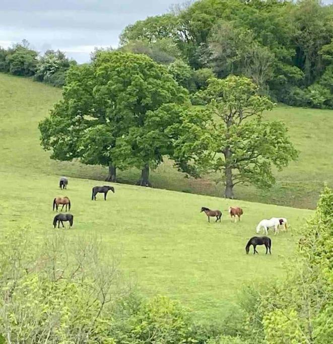Sleep Next To A Horse In A Stable By The ! Exeter