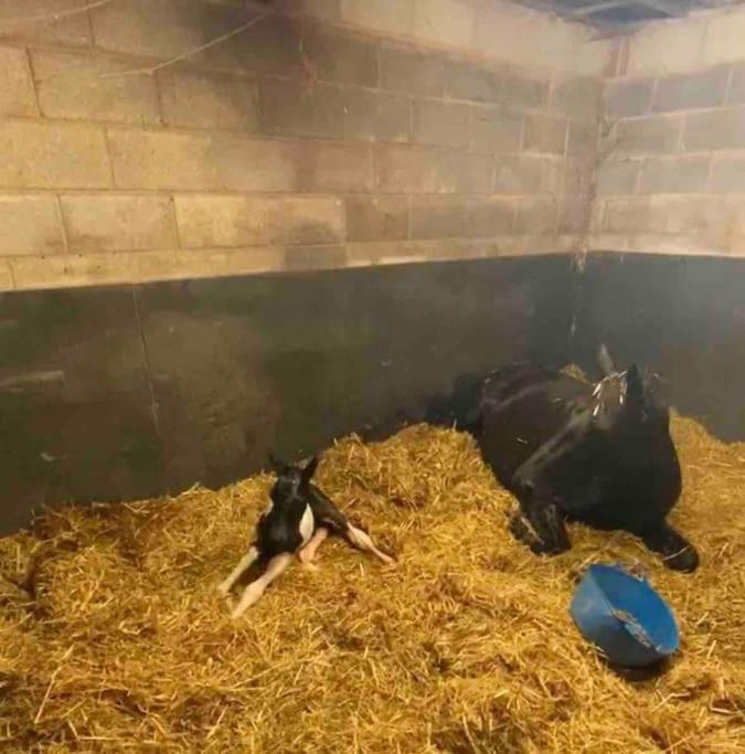 Sleep Next To A Horse In A Stable By The !